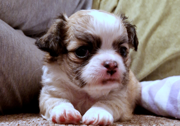 Vrh V (September 2025)